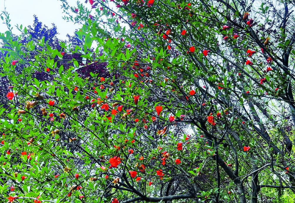 石家庄城市公园里 石榴花开成“小灯笼”